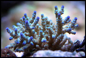 To view an animation of coral growth, click the image below.