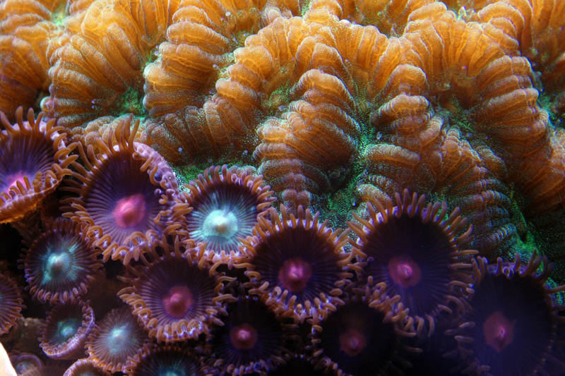 Tank of the Month - November 2008 - Reefkeeping.com