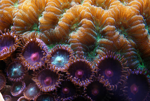 Tank of the Month - November 2008 - Reefkeeping.com