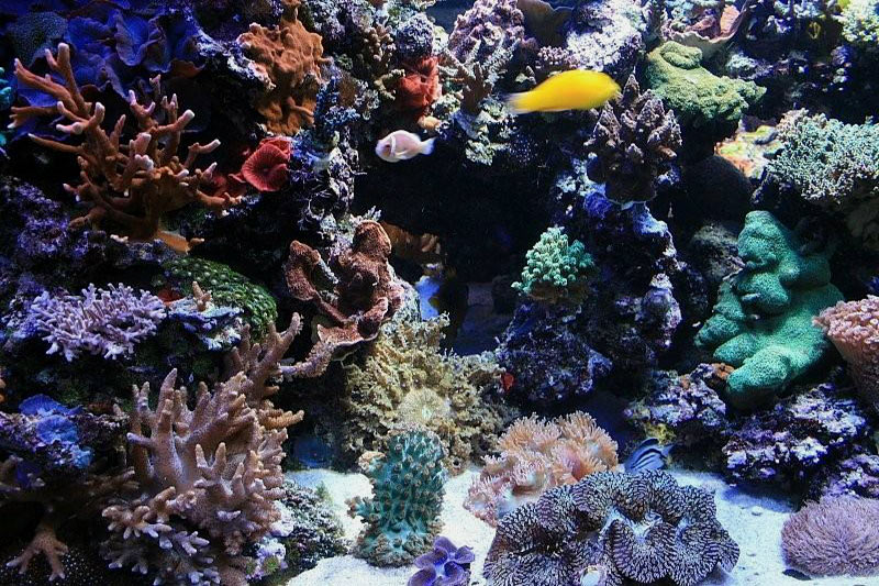 Tank of the Month - December 2008 - Reefkeeping.com