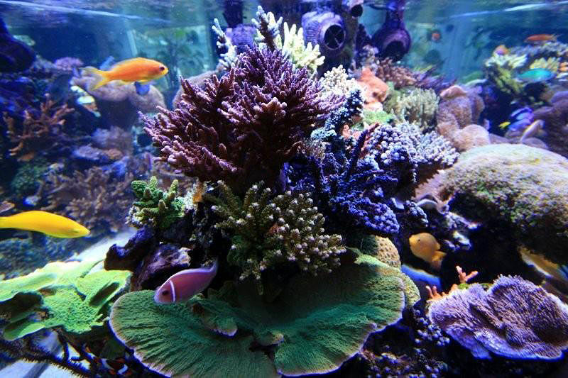 Tank of the Month - December 2008 - Reefkeeping.com