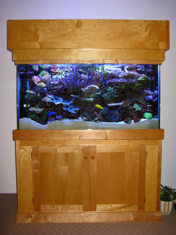 Tank of the Month - January 2009 - Reefkeeping.com