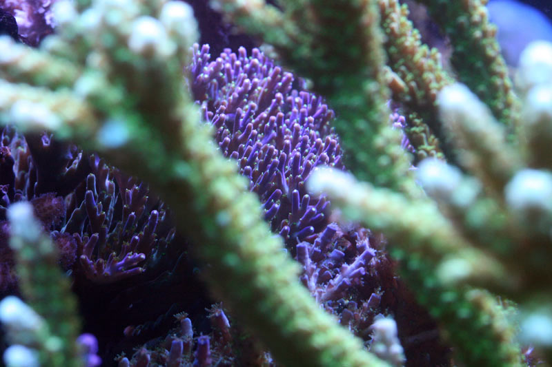 Tank of the Month - February 2009 - Reefkeeping.com