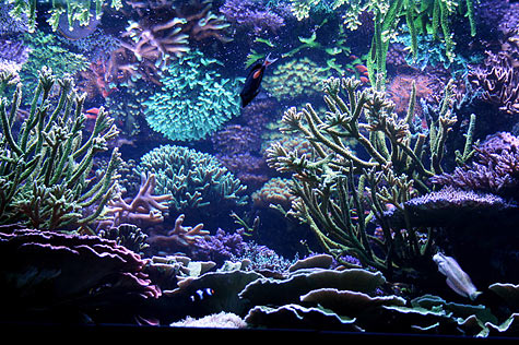 Tank of the Month - February 2009 - Reefkeeping.com