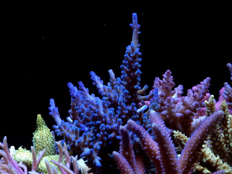 Tank of the Month - March 2009 - Reefkeeping.com