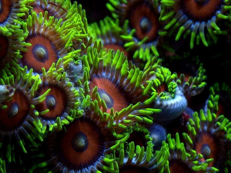 Tank of the Month - March 2009 - Reefkeeping.com