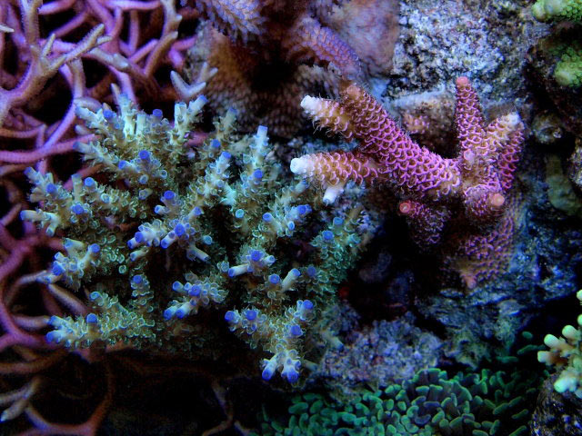 Tank of the Month - March 2009 - Reefkeeping.com