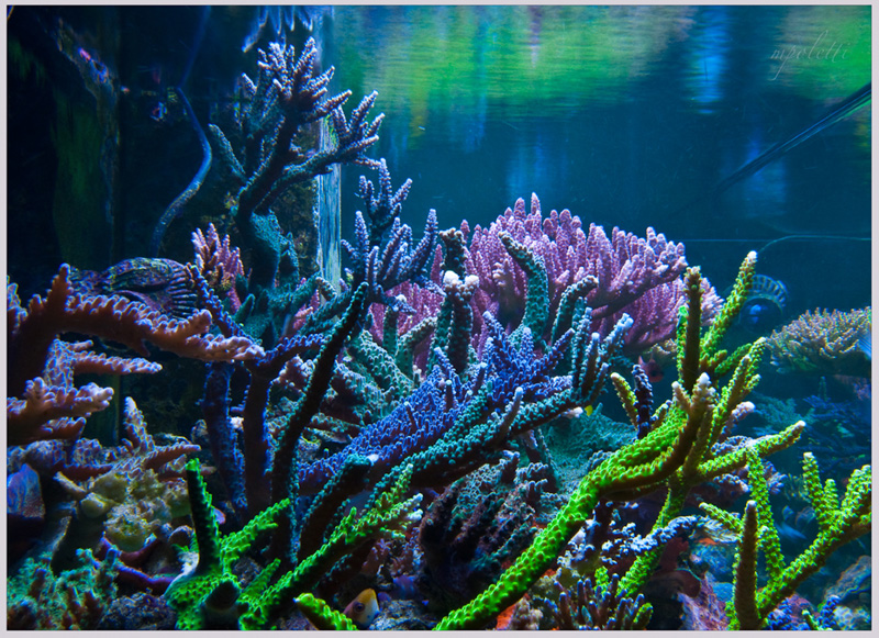 Reefkeeping Magazine - April 2014 Tank of the Month