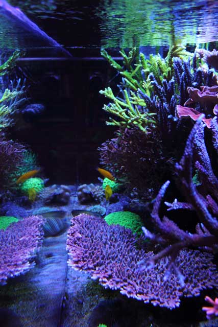 Reefkeeping Magazine - March 2013 Tank of the Month