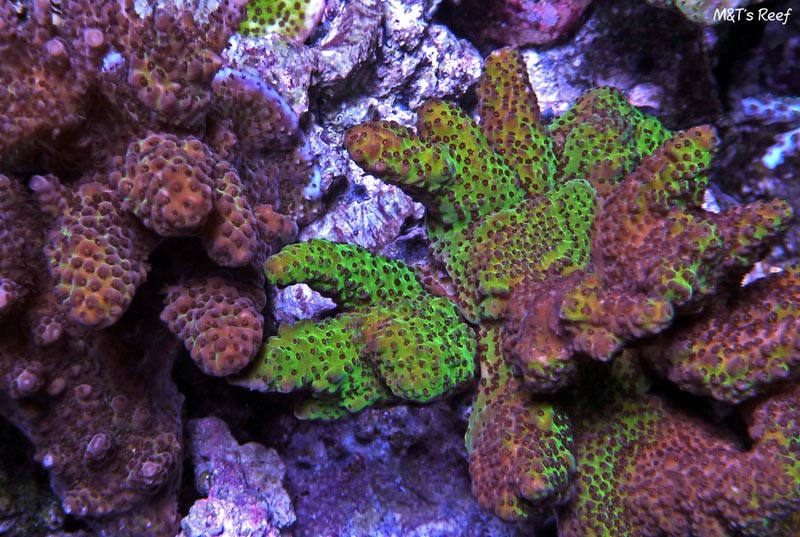 Reefkeeping Magazine - January 2014 Tank of the Month