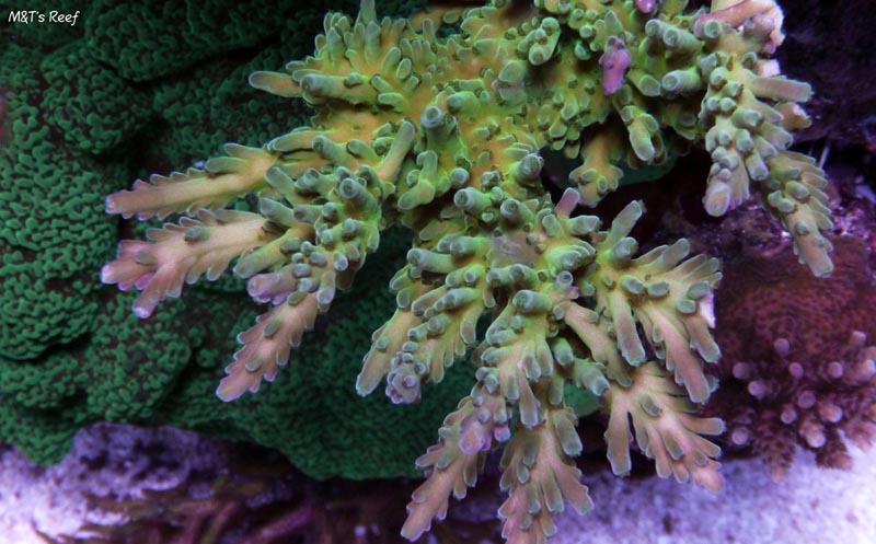 Reefkeeping Magazine - January 2014 Tank of the Month