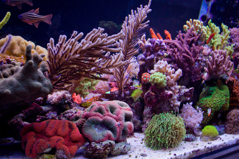 Reefkeeping Magazine - January 2016 Tank of the Month