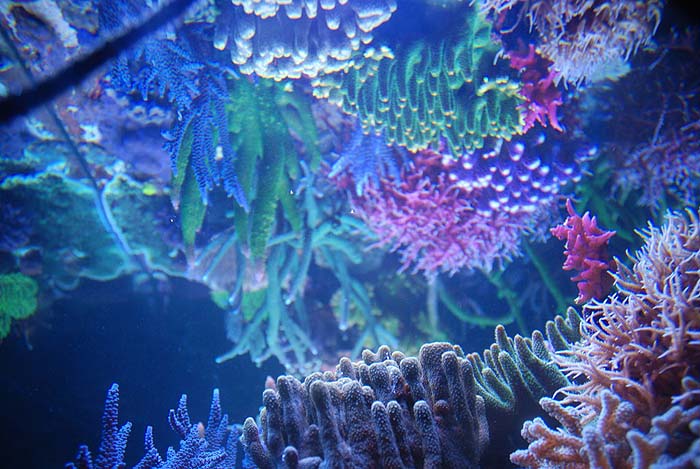Reefkeeping Magazine - Tank of the Month July 2012