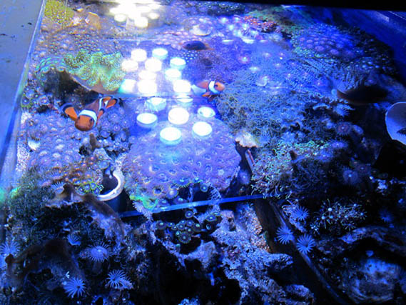 Reefkeeping Magazine - Tank of the Month June 2012