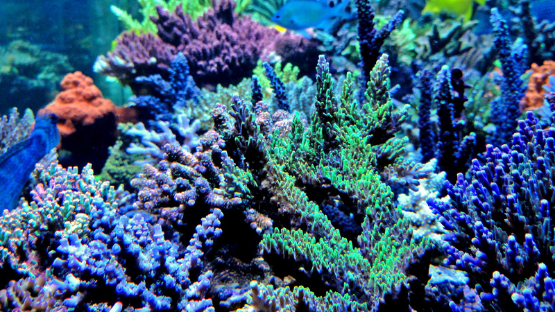 Reefkeeping Magazine - June 2015 Tank of the Month