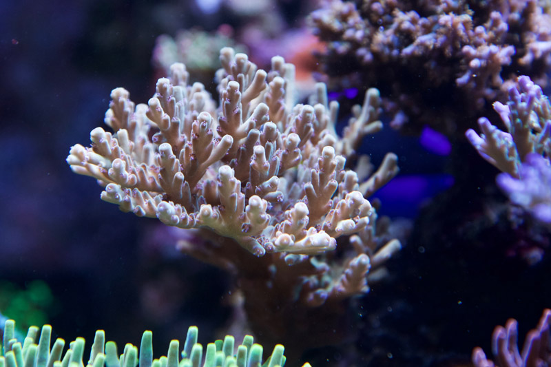 Reefkeeping Magazine - March 2016 Tank of the Month