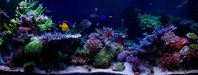 May 2013 Tank of the Month - Reef Central Online Community