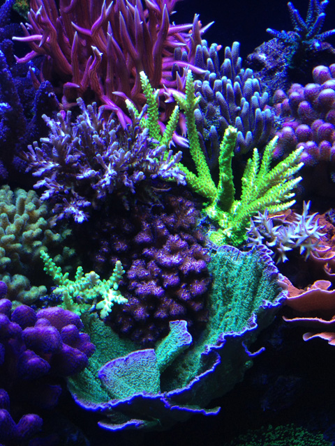 Reefkeeping Magazine - May 2015 Tank of the Month