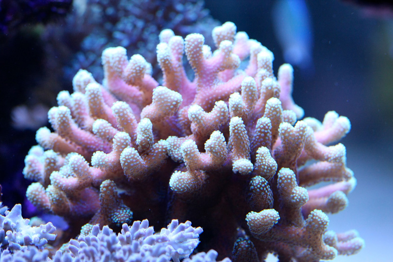Reefkeeping Magazine - October 2014 Tank of the Month