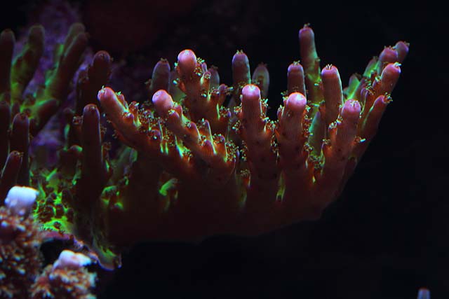 Reefkeeping Magazine - January 2012 Tank of the Month (Reefsmac)
