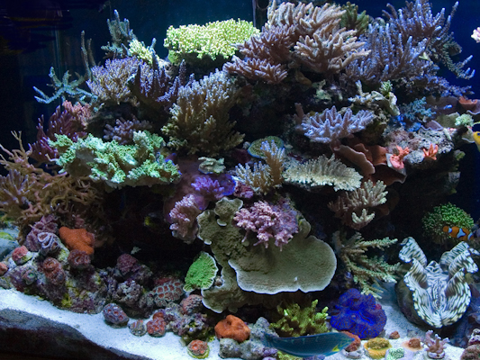 Reefkeeping Magazine - Tank of the Month