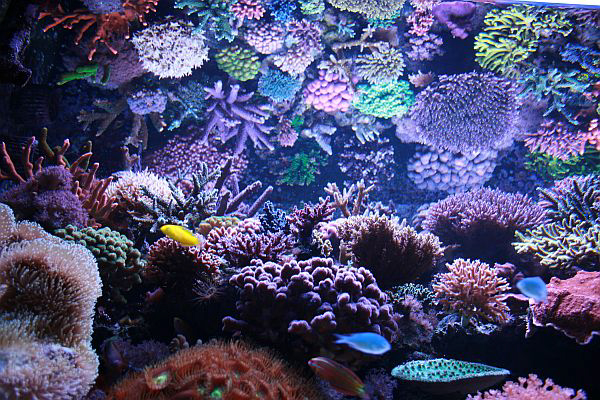 Reefkeeping Magazine - Tank of the Month