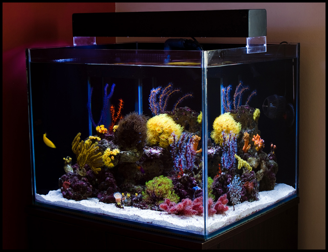 Reefkeeping Tank Of The Month, Black Background Aquarium Setup